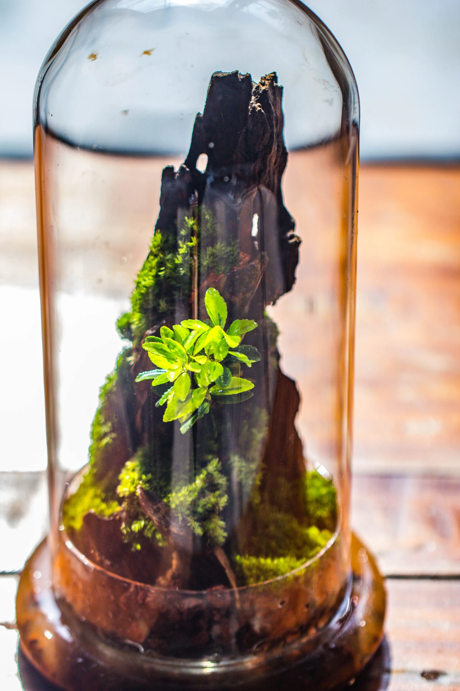 Round Glass Cloche Terrarium 12 Cm Diameter X 26cm Height With Matching Warm White Spot LED Grow Light And Base Set 9 Round Glass Cloche Terrarium 12 Cm Diameter X 26cm Height With Matching Warm White Spot LED Grow Light And Base Set - Image 9