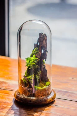 Round Glass Cloche Terrarium 12 Cm Diameter X 26cm Height With Matching Warm White Spot LED Grow Light And Base Set 24 Round Glass Cloche Terrarium 12 Cm Diameter X 26cm Height With Matching Warm White Spot LED Grow Light And Base Set -Ncyp Garden Sale Shop IMG 8778