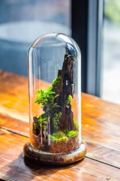 Round Glass Cloche Terrarium 12 Cm Diameter X 26cm Height With Matching Warm White Spot LED Grow Light And Base Set 35 Round Glass Cloche Terrarium 12 Cm Diameter X 26cm Height With Matching Warm White Spot LED Grow Light And Base Set -Ncyp Garden Sale Shop IMG 8779