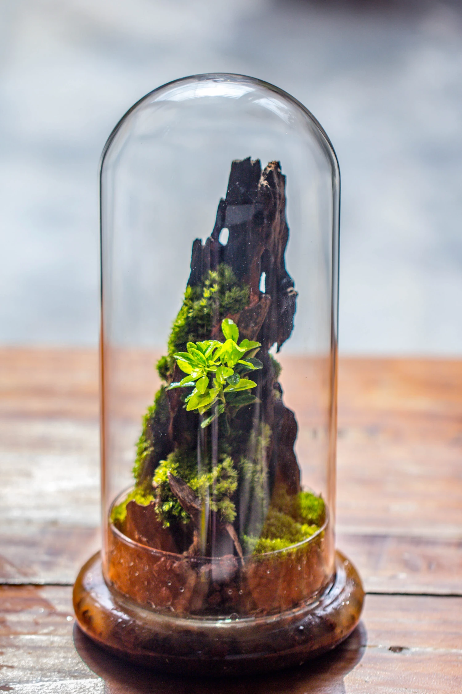 Round Glass Cloche Terrarium 12 Cm Diameter X 26cm Height With Matching Warm White Spot LED Grow Light And Base Set 5 Round Glass Cloche Terrarium 12 Cm Diameter X 26cm Height With Matching Warm White Spot LED Grow Light And Base Set - Image 5