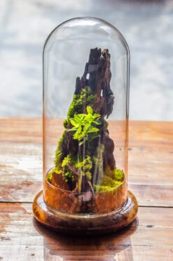 Round Glass Cloche Terrarium 12 Cm Diameter X 26cm Height With Matching Warm White Spot LED Grow Light And Base Set 23 Round Glass Cloche Terrarium 12 Cm Diameter X 26cm Height With Matching Warm White Spot LED Grow Light And Base Set -Ncyp Garden Sale Shop IMG 8781