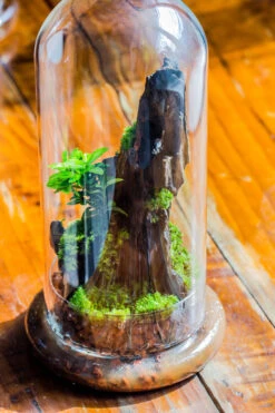 Round Glass Cloche Terrarium 12 Cm Diameter X 26cm Height With Matching Warm White Spot LED Grow Light And Base Set 33 Round Glass Cloche Terrarium 12 Cm Diameter X 26cm Height With Matching Warm White Spot LED Grow Light And Base Set -Ncyp Garden Sale Shop IMG 8782