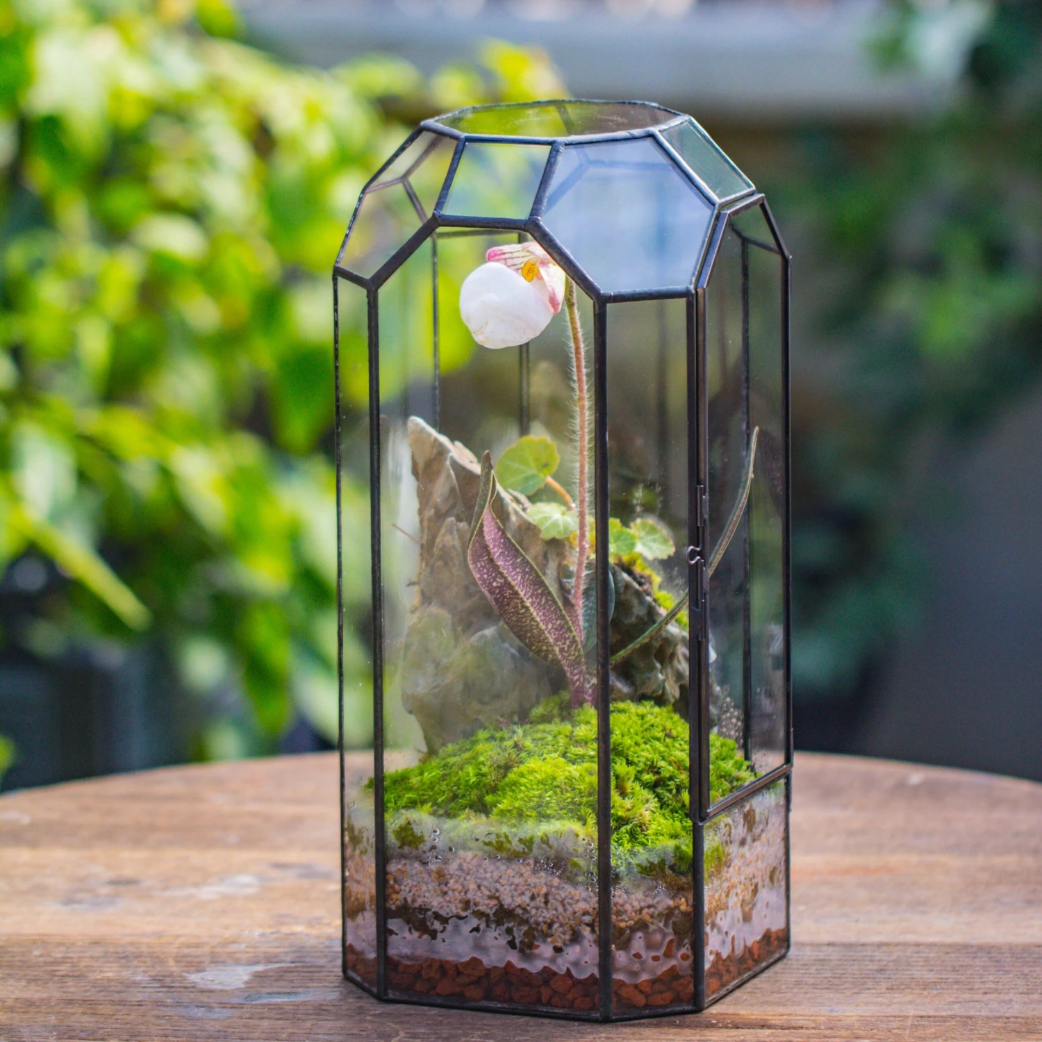 Vintage Tall Octagon Geometric Tin Glass Terrarium , 12.6" , Close, Suitable For Tall Plants, Orchid, Small Begonia Pitcher, Micro Landscape 17 Vintage Tall Octagon Geometric Tin Glass Terrarium , 12.6" , Close, Suitable For Tall Plants, Orchid, Small Begonia Pitcher, Micro Landscape - Image 17