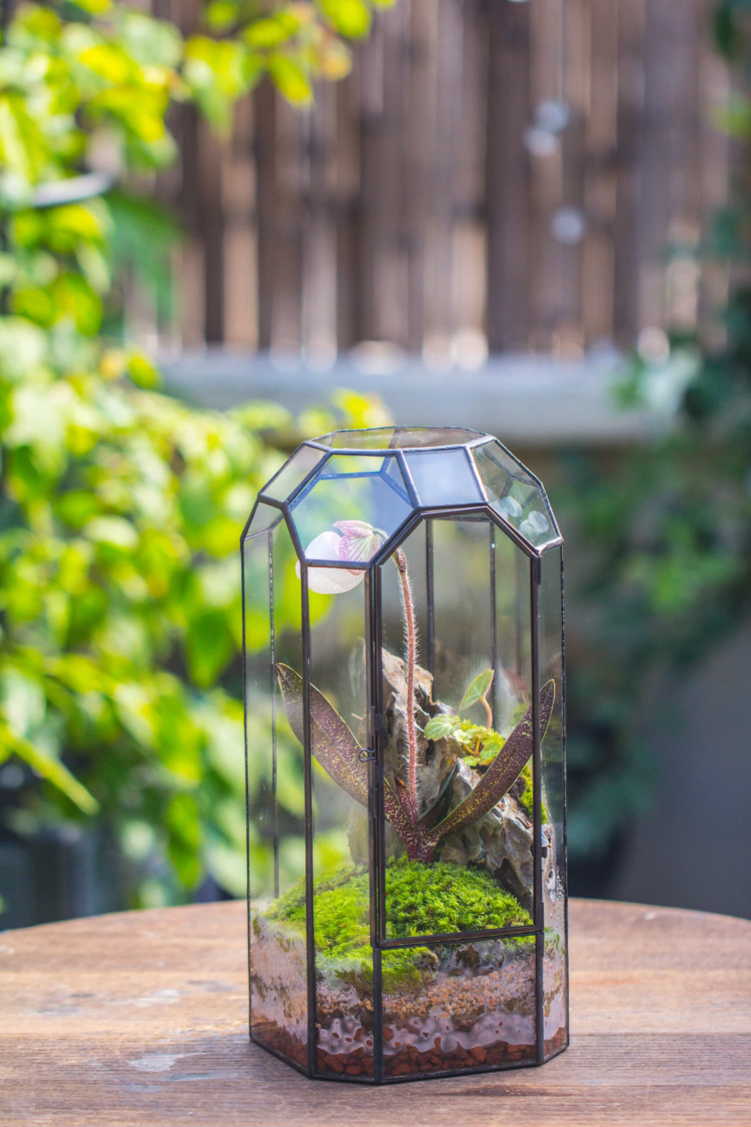 Vintage Tall Octagon Geometric Tin Glass Terrarium , 12.6" , Close, Suitable For Tall Plants, Orchid, Small Begonia Pitcher, Micro Landscape 19 Vintage Tall Octagon Geometric Tin Glass Terrarium , 12.6" , Close, Suitable For Tall Plants, Orchid, Small Begonia Pitcher, Micro Landscape - Image 19