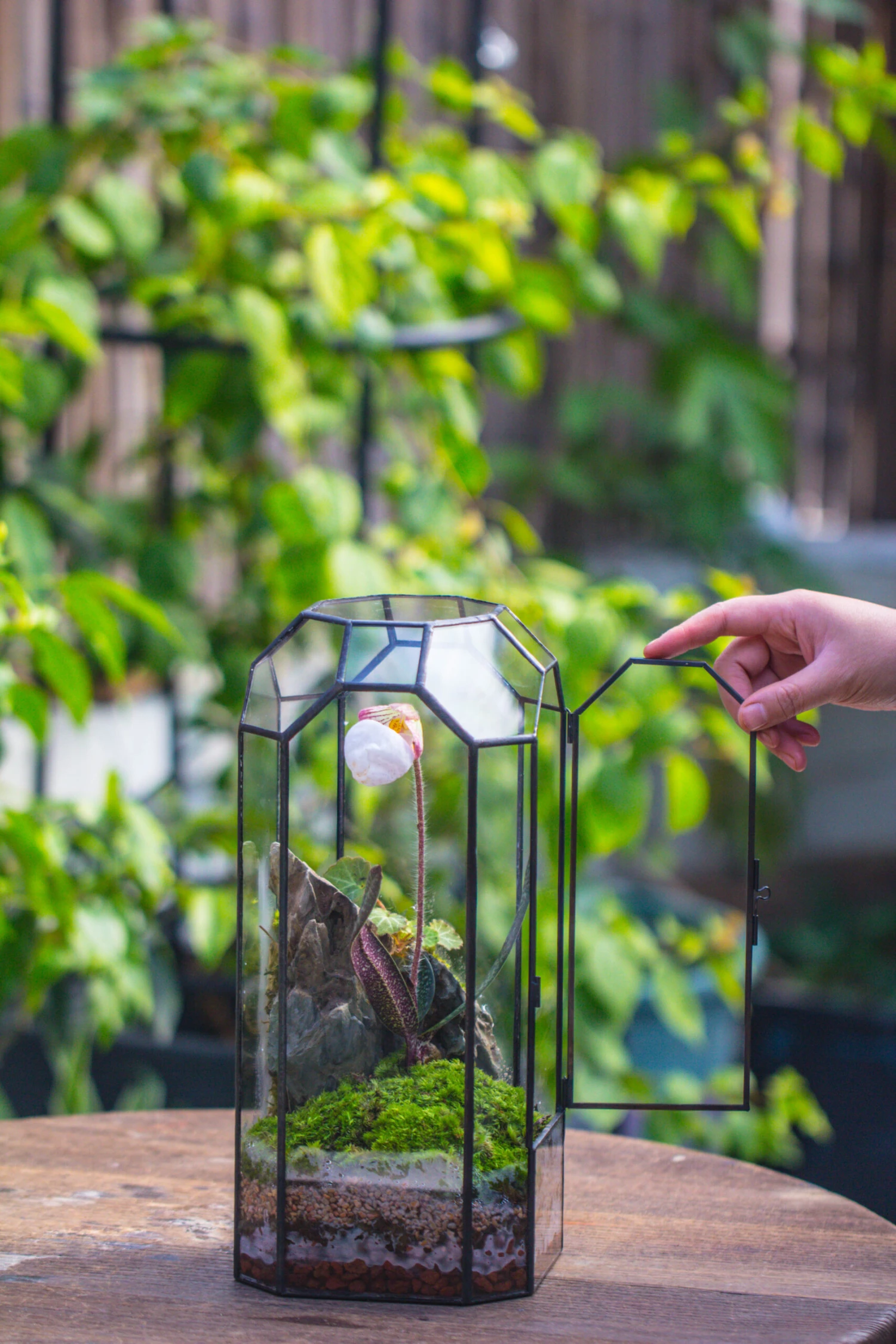 Vintage Tall Octagon Geometric Tin Glass Terrarium , 12.6" , Close, Suitable For Tall Plants, Orchid, Small Begonia Pitcher, Micro Landscape -with White Light Set 17 Vintage Tall Octagon Geometric Tin Glass Terrarium , 12.6" , Close, Suitable For Tall Plants, Orchid, Small Begonia Pitcher, Micro Landscape -with White Light Set - Image 17