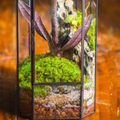 Basic Moss Terrarium Planting KIT, Suitable For Terrarium, Moss, Fern, Orchid, Begonia, Small Tropical 15 Basic Moss Terrarium Planting KIT, Suitable For Terrarium, Moss, Fern, Orchid, Begonia, Small Tropical -Ncyp Garden Sale Shop IMG 8836 9f9e4aa3 f76b 4b39 8bd2 06ff66159fa6