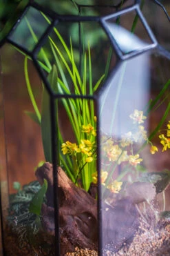 Vintage Tall Octagon Geometric Tin Glass Terrarium , 12.6" , Open, Suitable For Tall Plants, Orchid, Small Begonia Pitcher, Micro Landscape -with White Light Set -Ncyp Garden Sale Shop IMG 8859 5cc6eb24 03b9 4b6e 9b9f f8a45846163f