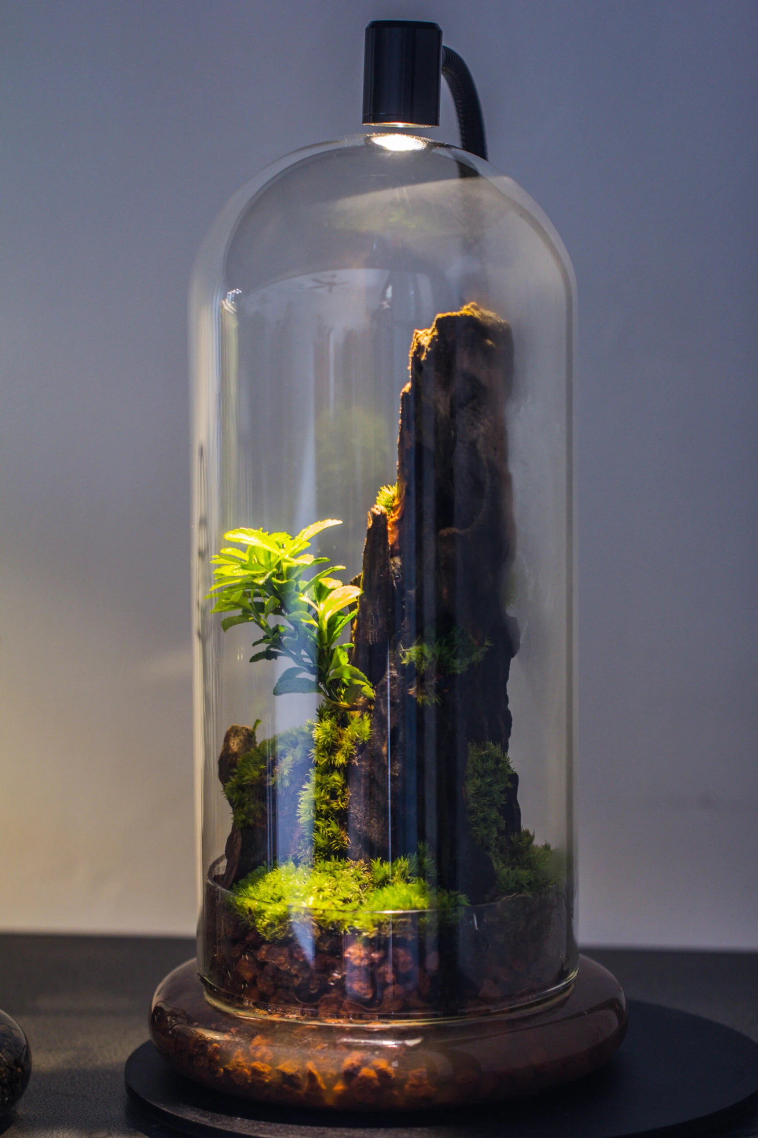 Round Glass Cloche Terrarium 12 Cm Diameter X 26cm Height With Matching Warm White Spot LED Grow Light And Base Set 15 Round Glass Cloche Terrarium 12 Cm Diameter X 26cm Height With Matching Warm White Spot LED Grow Light And Base Set - Image 15