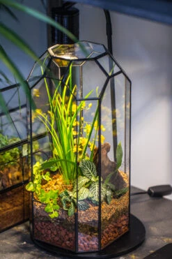 Vintage Tall Octagon Geometric Tin Glass Terrarium , 12.6" , Open, Suitable For Tall Plants, Orchid, Small Begonia Pitcher, Micro Landscape -with Warm Light Set -Ncyp Garden Sale Shop IMG 8863 323eb7fb 283f 4ab0 a93e 718d1d47f8fa