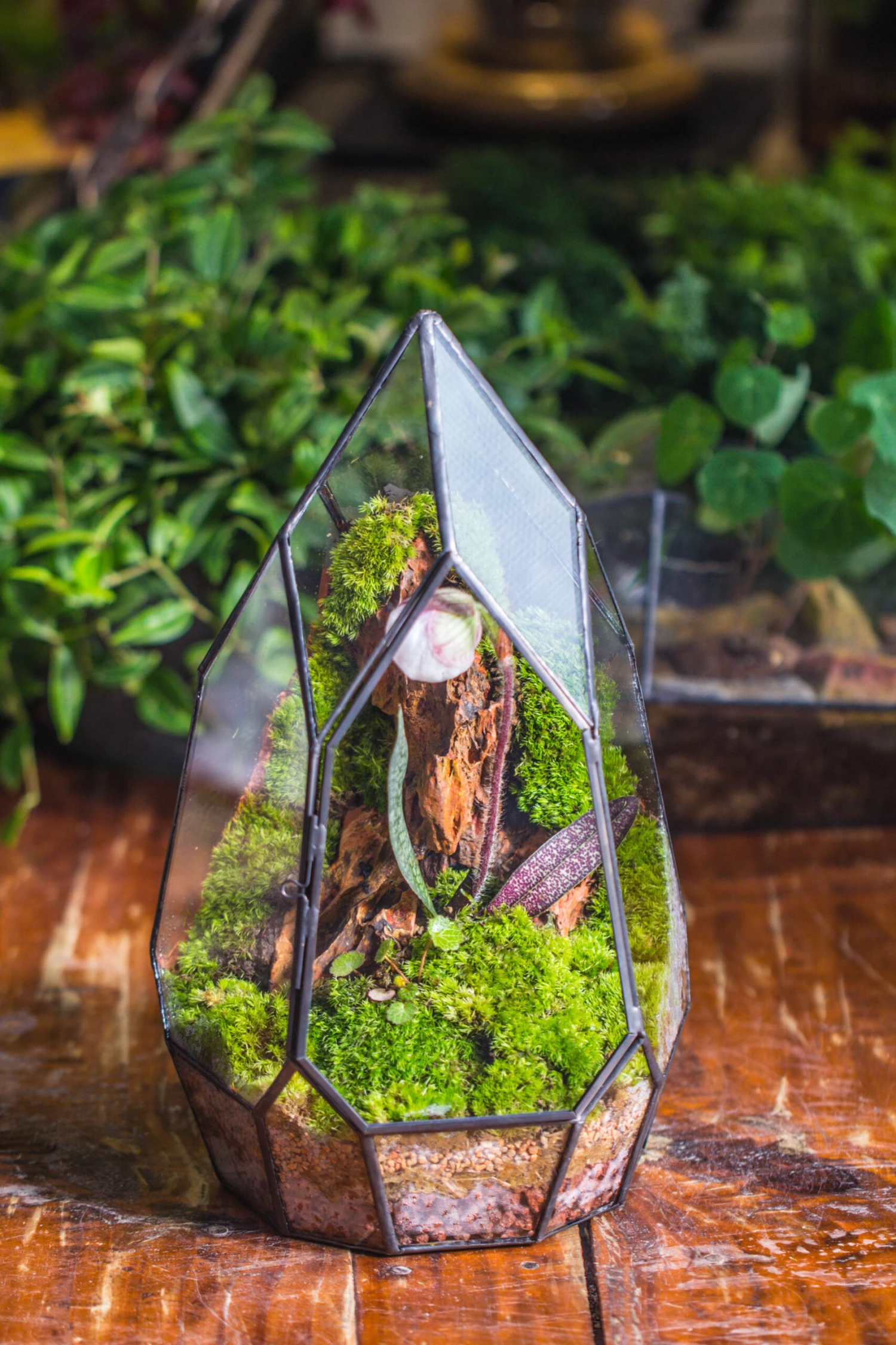 Cliff Terrarium Building DIY Set: Live Moss Cliff TearDrop Close Terrarium With Matching LED Grow Light And Base 19 Cliff Terrarium Building DIY Set: Live Moss Cliff TearDrop Close Terrarium With Matching LED Grow Light And Base - Image 19