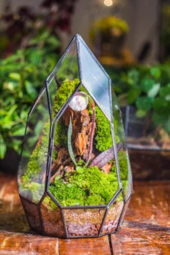 Cliff Terrarium Building DIY Set: Live Moss Cliff TearDrop Close Terrarium With Matching LED Grow Light And Base 39 Cliff Terrarium Building DIY Set: Live Moss Cliff TearDrop Close Terrarium With Matching LED Grow Light And Base -Ncyp Garden Sale Shop IMG 8867