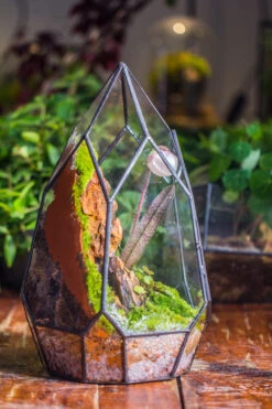 Cliff Terrarium Building DIY Set: Live Moss Cliff TearDrop Close Terrarium With Matching LED Grow Light And Base 34 Cliff Terrarium Building DIY Set: Live Moss Cliff TearDrop Close Terrarium With Matching LED Grow Light And Base -Ncyp Garden Sale Shop IMG 8869 7da69711 ccac 4fe9 9fdd bdbb99100b13