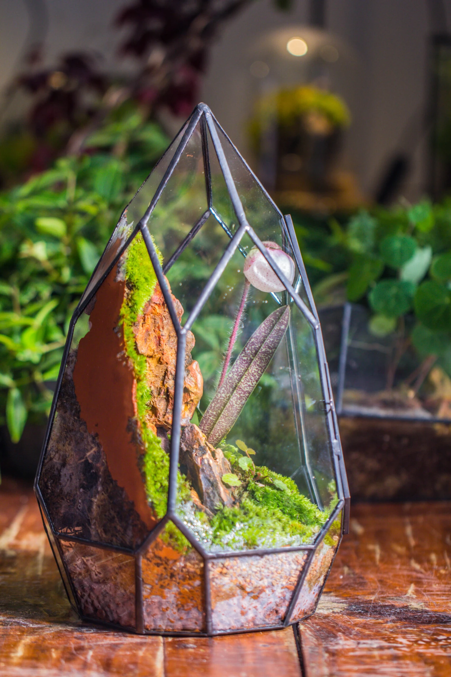 Cliff Terrarium Building DIY Set: Live Moss Cliff TearDrop Close Terrarium With Matching LED Grow Light And Base 15 Cliff Terrarium Building DIY Set: Live Moss Cliff TearDrop Close Terrarium With Matching LED Grow Light And Base - Image 15