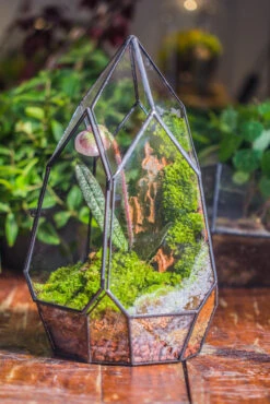 Cliff Terrarium Building DIY Set: Live Moss Cliff TearDrop Close Terrarium With Matching LED Grow Light And Base 35 Cliff Terrarium Building DIY Set: Live Moss Cliff TearDrop Close Terrarium With Matching LED Grow Light And Base -Ncyp Garden Sale Shop IMG 8870