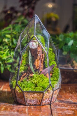 Cliff Terrarium Building DIY Set: Live Moss Cliff TearDrop Close Terrarium With Matching LED Grow Light And Base 36 Cliff Terrarium Building DIY Set: Live Moss Cliff TearDrop Close Terrarium With Matching LED Grow Light And Base -Ncyp Garden Sale Shop IMG 8871