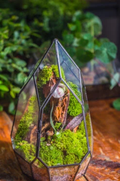 Cliff Terrarium Building DIY Set: Live Moss Cliff TearDrop Close Terrarium With Matching LED Grow Light And Base 32 Cliff Terrarium Building DIY Set: Live Moss Cliff TearDrop Close Terrarium With Matching LED Grow Light And Base -Ncyp Garden Sale Shop IMG 8873