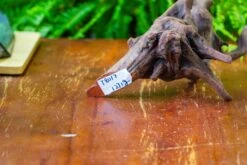 Driftwood For Moss Terrarium, Miniature, Micro Landscape,T8017 -Ncyp Garden Sale Shop IMG 8876 cd7b951a 4ff7 4aa7 9126 481c72e703d6