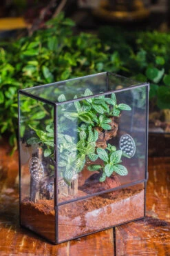 Close Geometric Glass Tin Terrarium With 3 Vents , 8x10" With Side Door, For Insects, Snail , Spider, Micro Landscape -with White Light Set -Ncyp Garden Sale Shop IMG 8879