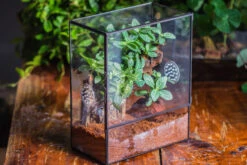 Close Geometric Glass Tin Terrarium With 3 Vents , 8x10" With Side Door, For Insects, Snail , Spider, Micro Landscape -with White Light Set -Ncyp Garden Sale Shop IMG 8880 e32a3258 df2b 4a2a b898 73f2c9014966