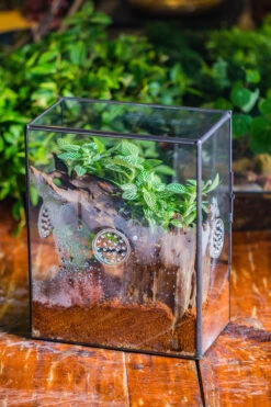 Close Geometric Glass Tin Terrarium With 3 Vents , 8x10" With Side Door, For Insects, Snail , Spider, Micro Landscape -with Warm Light Set -Ncyp Garden Sale Shop IMG 8882 b0cd4a3b fee5 4ad7 9e58 99b6d0d0eb7b