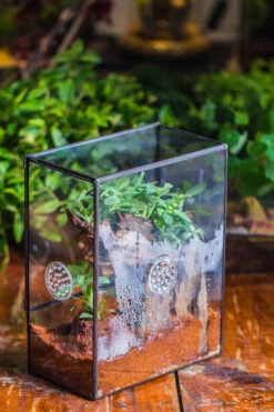Close Geometric Glass Tin Terrarium With 3 Vents , 8x10" With Side Door, For Insects, Snail , Spider, Micro Landscape -with Warm Light Set -Ncyp Garden Sale Shop IMG 8883 515683e8 0d19 4bcb aa41 4554bfc0467a