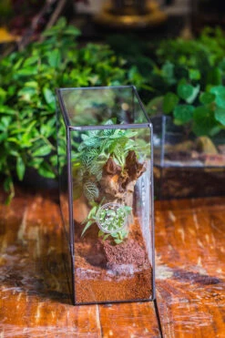 Close Geometric Glass Tin Terrarium With 3 Vents , 8x10" With Side Door, For Insects, Snail , Spider, Micro Landscape -with Warm Light Set -Ncyp Garden Sale Shop IMG 8884 d6c4f81b 28b2 490e 86c9 f24dc7b15dc6