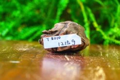 Driftwood For Moss Terrarium, Miniature, Micro Landscape,T8010 -Ncyp Garden Sale Shop IMG 8889 62d12431 5417 4a7a ad6f a3ba4189862f