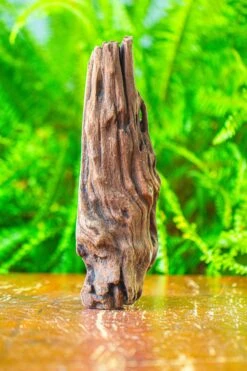 Driftwood For Moss Terrarium, Miniature, Micro Landscape,T8010 -Ncyp Garden Sale Shop IMG 8891 711194e5 addb 4e03 8dd6 04b985e9d3f1