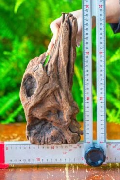 Driftwood For Moss Terrarium, Miniature, Micro Landscape,T8010 -Ncyp Garden Sale Shop IMG 8893 fe060f9f 7aa8 4b9f b8a7 b7ce3e37ade0