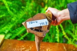 Driftwood For Moss Terrarium, Miniature, Micro Landscape,T8014 -Ncyp Garden Sale Shop IMG 8895