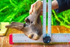 Driftwood For Moss Terrarium, Miniature, Micro Landscape,T8014 -Ncyp Garden Sale Shop IMG 8900