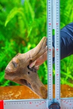 Driftwood For Moss Terrarium, Miniature, Micro Landscape,T8014 -Ncyp Garden Sale Shop IMG 8902