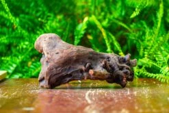 Driftwood For Moss Terrarium, Miniature, Micro Landscape,T8011 -Ncyp Garden Sale Shop IMG 8918