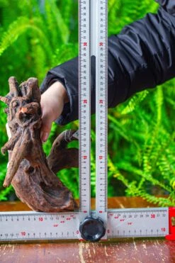 Driftwood For Moss Terrarium, Miniature, Micro Landscape,T8011 -Ncyp Garden Sale Shop IMG 8921