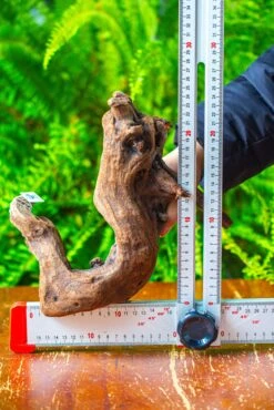 Driftwood For Moss Terrarium, Miniature, Micro Landscape,T8011 -Ncyp Garden Sale Shop IMG 8922