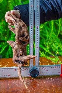 Driftwood For Moss Terrarium, Miniature, Micro Landscape,T8018 -Ncyp Garden Sale Shop IMG 8929 2