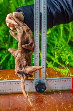 Driftwood For Moss Terrarium, Miniature, Micro Landscape,T8018 -Ncyp Garden Sale Shop IMG 8929 db017e7f fcde 408f 94c5 a93c92cd91e8