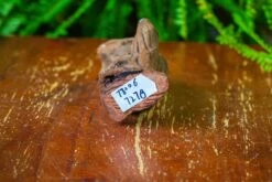 Driftwood For Moss Terrarium, Miniature, Micro Landscape,T8006 -Ncyp Garden Sale Shop IMG 8931 e255c517 480d 4417 8741 1f8d4f8ee665