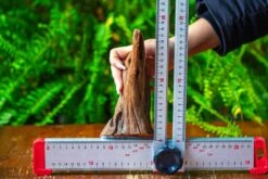 Driftwood For Moss Terrarium, Miniature, Micro Landscape,T8016 -Ncyp Garden Sale Shop IMG 8943