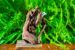 Driftwood For Moss Terrarium, Miniature, Micro Landscape,T8008 -Ncyp Garden Sale Shop IMG 8945
