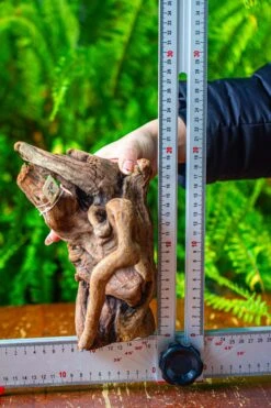 Driftwood For Moss Terrarium, Miniature, Micro Landscape,T8008 -Ncyp Garden Sale Shop IMG 8948