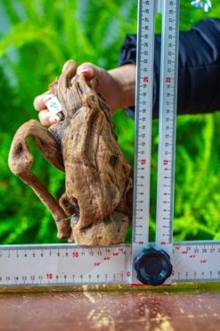 Driftwood For Moss Terrarium, Miniature, Micro Landscape,T8008 -Ncyp Garden Sale Shop IMG 8949