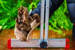 Driftwood For Moss Terrarium, Miniature, Micro Landscape,T8008 -Ncyp Garden Sale Shop IMG 8950