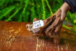 Driftwood For Moss Terrarium, Miniature, Micro Landscape,T8009 -Ncyp Garden Sale Shop IMG 8951