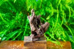 Driftwood For Moss Terrarium, Miniature, Micro Landscape,T8009 -Ncyp Garden Sale Shop IMG 8953