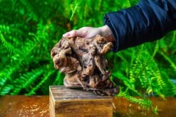 Driftwood For Moss Terrarium, Miniature, Micro Landscape,T8009 -Ncyp Garden Sale Shop IMG 8956