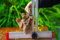 Driftwood For Moss Terrarium, Miniature, Micro Landscape,T8009 -Ncyp Garden Sale Shop IMG 8958