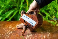 Driftwood For Moss Terrarium, Miniature, Micro Landscape,T8012 -Ncyp Garden Sale Shop IMG 8960