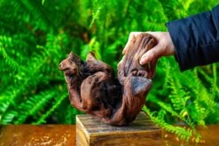 Driftwood For Moss Terrarium, Miniature, Micro Landscape,T8012 -Ncyp Garden Sale Shop IMG 8966