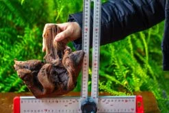 Driftwood For Moss Terrarium, Miniature, Micro Landscape,T8012 -Ncyp Garden Sale Shop IMG 8967